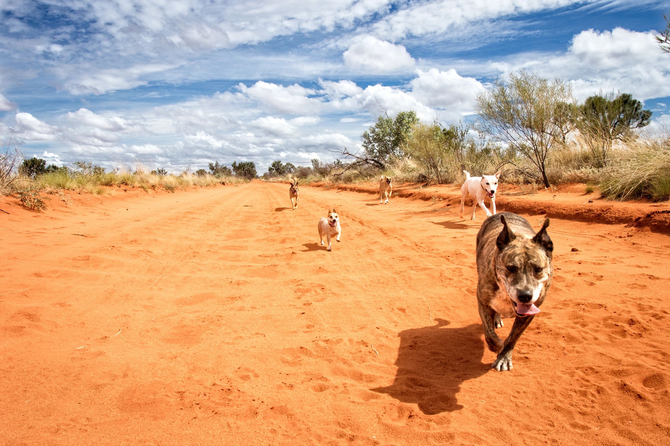 Aussie Desert Dogs